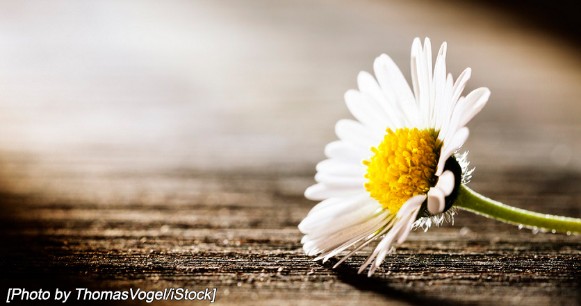 A plucked daisy in a ray of sunlight